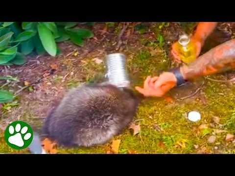 Trapped Raccoon Couldn't Have Been in Better Hands #Video