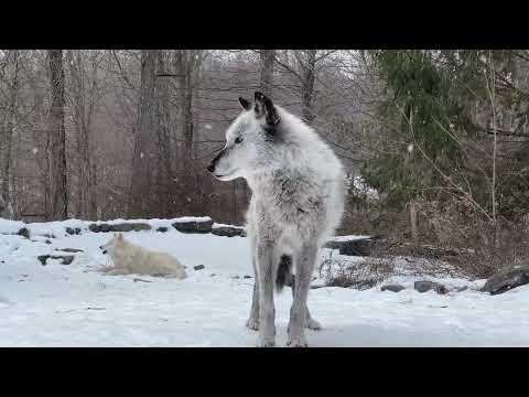 Wolves Enjoying the Snow | Serene Winter Scenes #Video