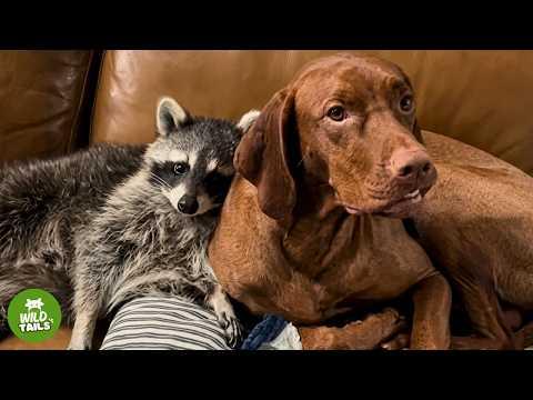 This Sweet Dog Adopted A Baby Raccoon And Became Her Big Sister #Video