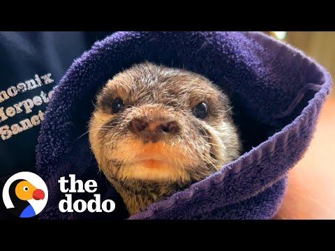 Otter Demands Getting Wrapped Like A Burrito After Bathtime #Video