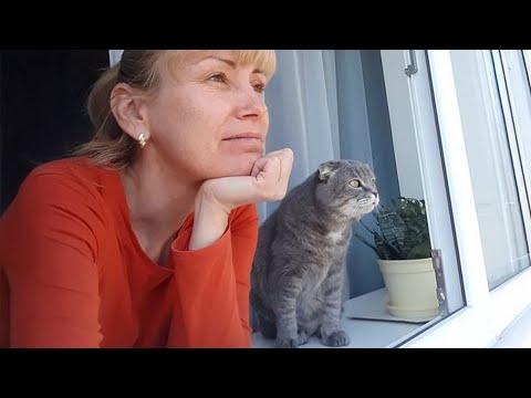 Cat actually understands you | Funny Cat and Human #Video