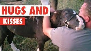 Animal Hugs and Kisses Compilation | XOXO
