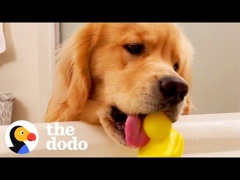 Dog Won't Stop Dropping Objects Into His Mom's Bath #Video