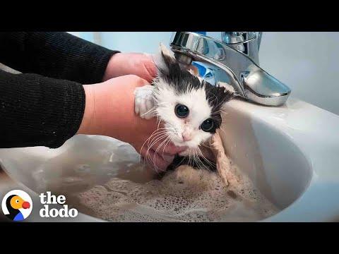 Angry Feral Cat Transforms After First Bath #Video