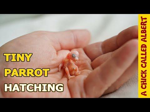 The Smallest Parrot you've ever seen #2 - Tiny egg hatching - A Chick Called Albert #Video
