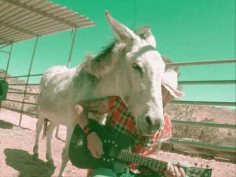 Hazel the donkey #Video