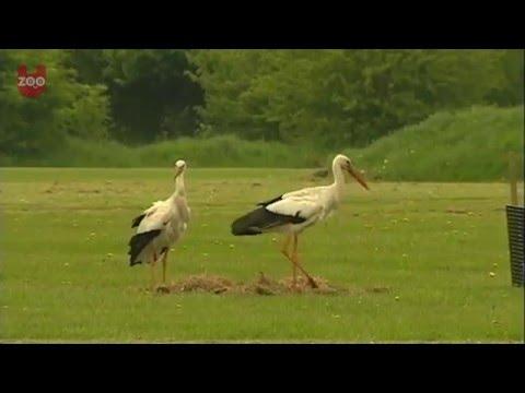 Storks Try To Hatch Golf Balls!