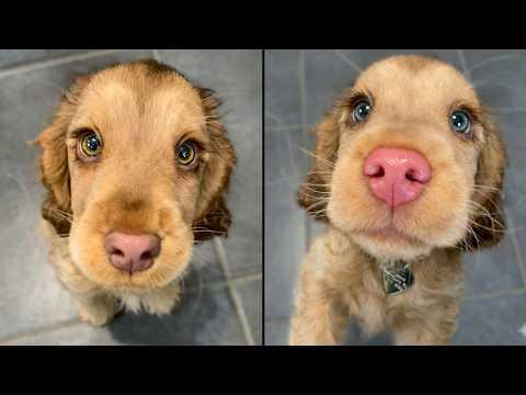 This Puppy Looks Like A Disney Character #Video