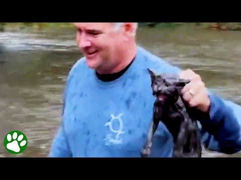 Compassionate man saves kitten from flood #Video