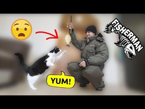 How to fish at home for a cat #Video