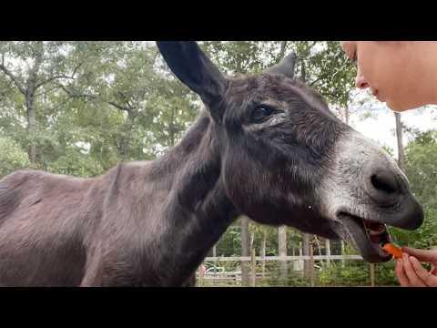 Woman Rescues Nervous Donkey and Gets The Surprise of Her Life #Video