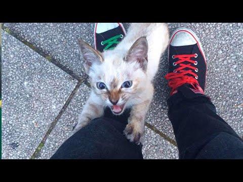 When the universal cat distribution system chooses you #Video