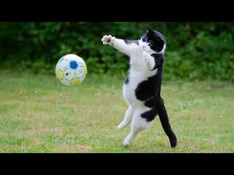Cat getting ready for the Olympics | Funny Cats Videos 2025 #Video