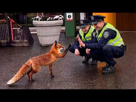 When Animals Surprise Police in the Sweetest Way #Video