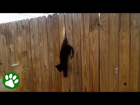 Kitten Left Hanging by His Leg Gets the Help He Needed #Video