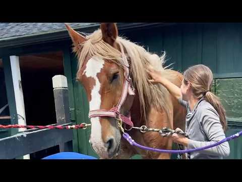 Forgotten Workhorse Cries with Joy After Hoof Rescue #Video