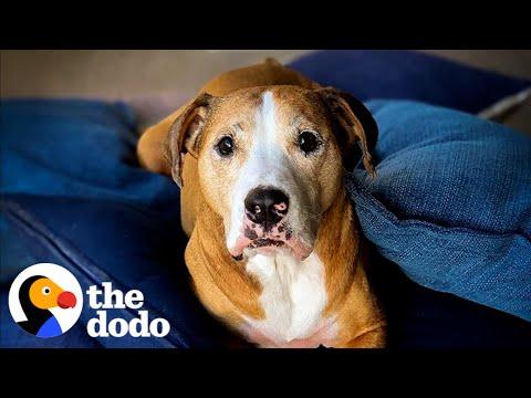 Anxious Pittie Steals His Mom’s Pillows Every Day #Video