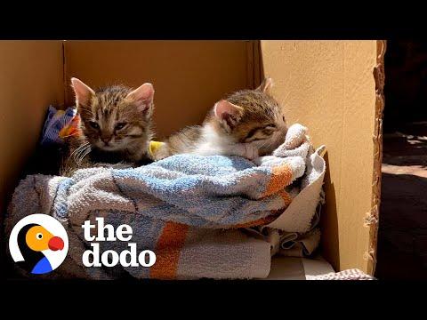 Rescue Kittens Love To Ride Around On Dad's Shoulders #Video