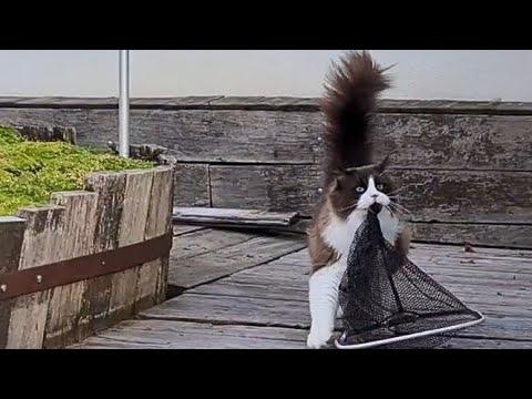 OMG Look At This! Cat Helps Owner #Video