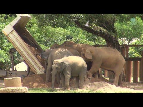 Elephants Exciting On Arrival Of The Sand Truck - ElephantNews #Video
