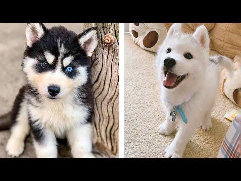Funny And SOO Cute Husky Puppies Compilation #30 - Cutest Husky Puppy #Video