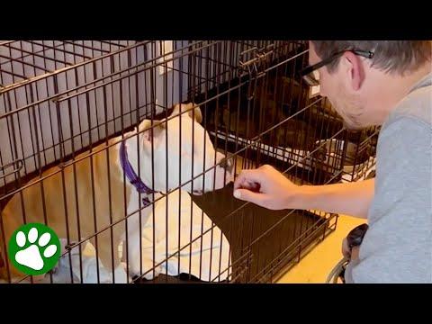 Blind Dog Keeps Being Returned To Shelter Until She's Reunited With Foster Dad #Video