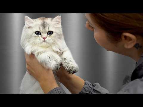 How Am I Supposed To Give This Kitten Back ?! #Video