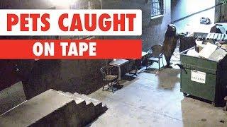 Pets Caught On Tape