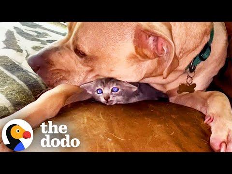 TINY Kitten Thinks Pittie Is Her Dad #Video