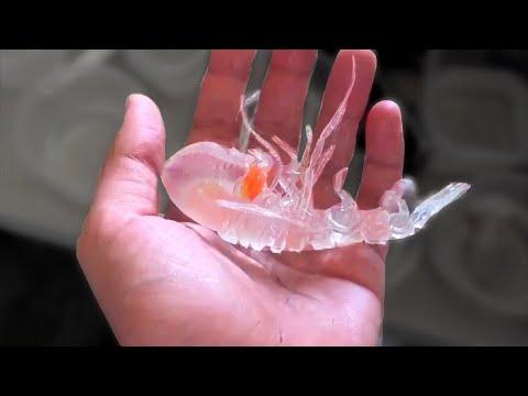 I Found a Weird Sea Creature. Your Daily Dose Of Internet. #Video