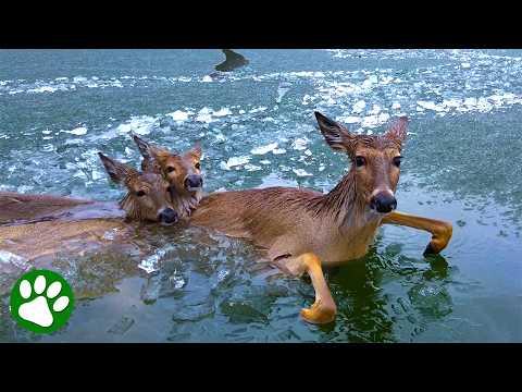 Police Use Unique Method To Rescue Deer Family #Video