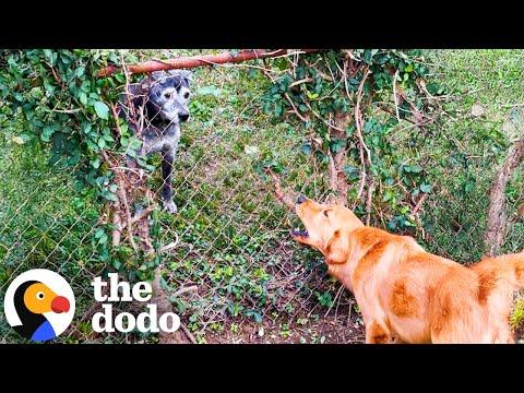 Golden Retriever Destroys Hedge Fence To Befriend New Neighbor #Video