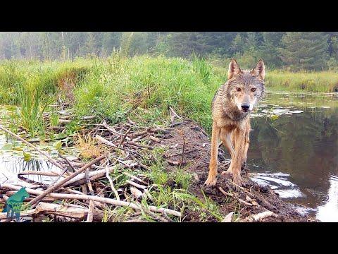 Wolf debating whether to walk past trail camera on beaver dam #Video