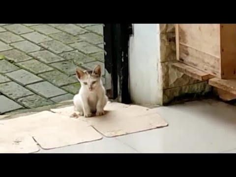 A Polite Kitten Wishes To Be Given A Bowl Of Food For Her #Video