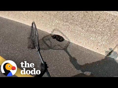 Guy Runs Across Highway To Rescue A Tiny Kitten