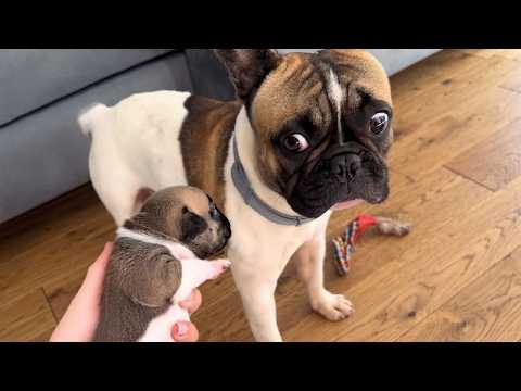 When Your Dog Is So SHOCKED to Be a Dad For The First Time... #Video