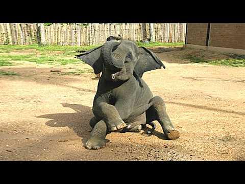 The Cutest and Funniest Elephants From Around The World! #Video