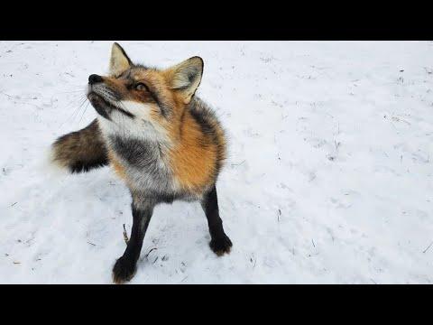 Sophie the fox flirts with the boys and goes AHHH #Video
