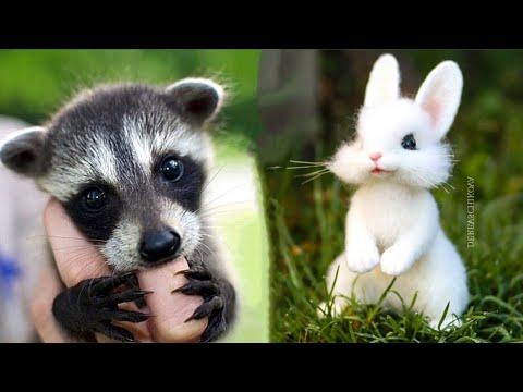 Cutest baby animals Videos Compilation Cute moment of the Animals - Cutest Animals #11