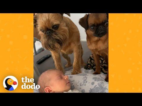 Griffon Dogs Used To Being Center Of Attention Get A New Human Sibling #Video
