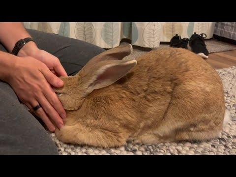 Sad reason why bunny keeps asking for hugs #Video