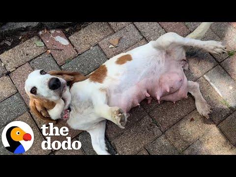 The Saddest Basset Hound Gives Birth In A Dangerous Mechanic Shop #Video