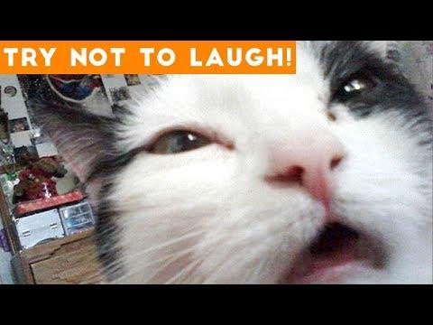 Try Not To Laugh Funniest Animal Compilation October 2018 | Funny Pet Videos