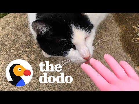 Woman Talks To Stray Cat...And It Works #Video