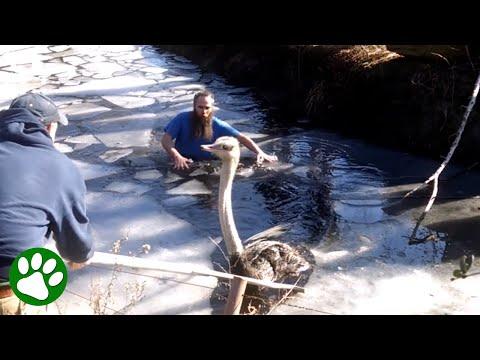 Man jumps into freezing water to save ostrich #Video