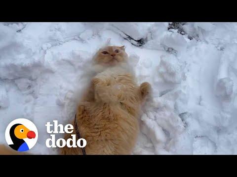 Indoor Cat Obsessed With Snow Begs His Mom To Go Outside Every Day #Video