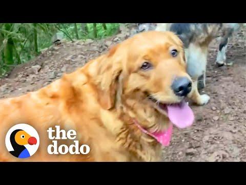 Golden Retriever Rescued From Puppy Mill Makes Her First Dog Friends #Video