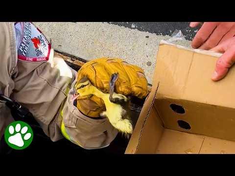 Mama Duck Wasn't Leaving Without Her Babies #Video  ️