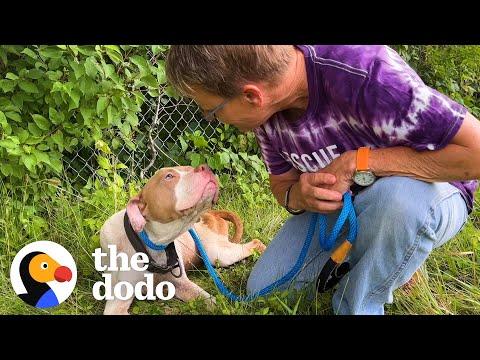 Woman Saves Pittie Abandoned On The Highway #Video