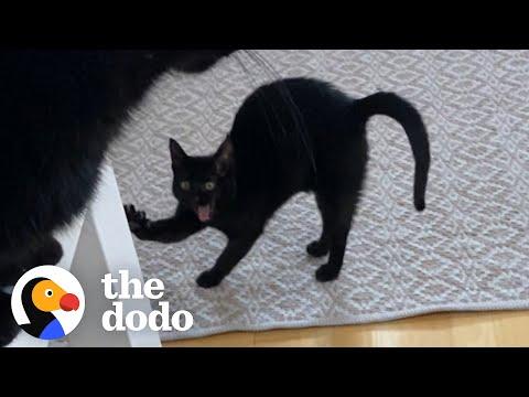 Cat Hilariously Judges Mom's Quarantine Habits Video